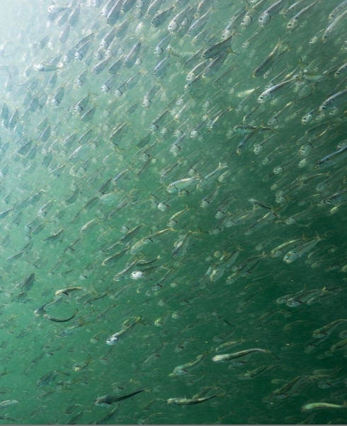 foragefishcmpgn's tweet photo. It all starts at the bottom of the food chain.
Recreational fishing supports 1.7 million American jobs and $148 billion in economic activity every year.
Protect forage fish. Protect America’s waters. 
Link in bio. 

📷: @klementovich https://t.co/uNyu4YjqAH