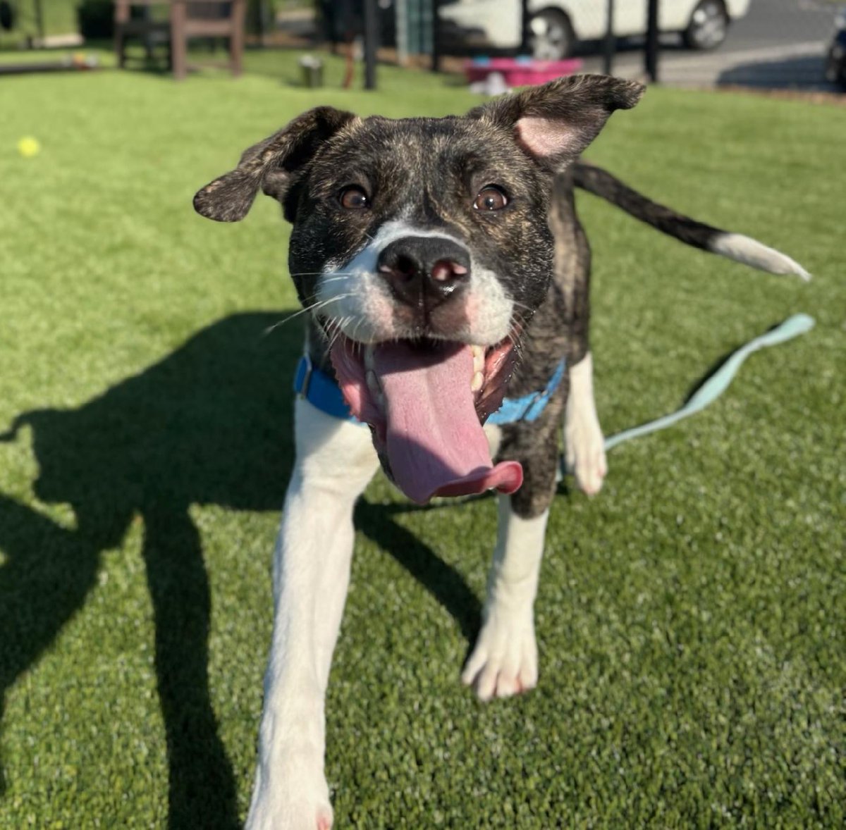 Humane Society of Charlotte tweet media