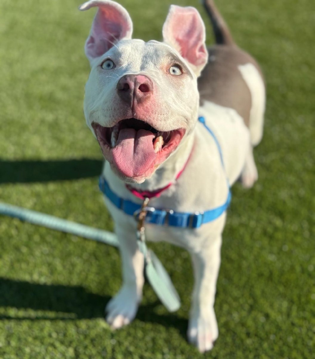 Humane Society of Charlotte tweet media