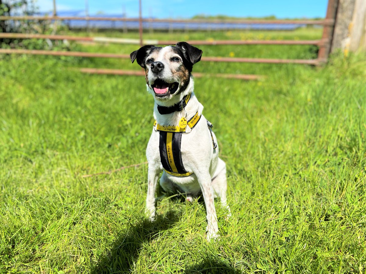 DogsTrust Bridgend tweet media