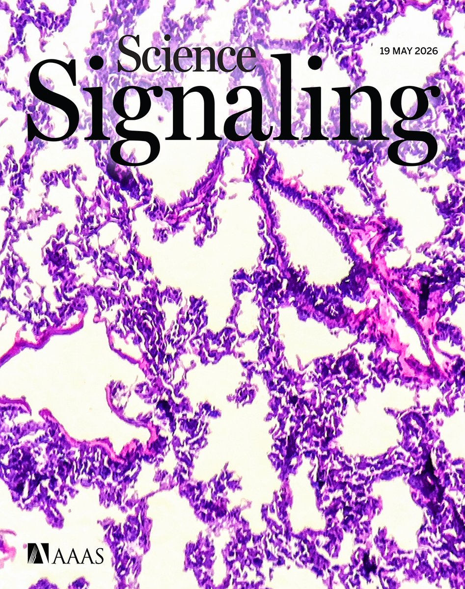 scisignal's tweet photo. Don’t miss the new issue of #ScienceSignaling! 

A new study reveals how the DNA sensor cGAS drives collateral damage in the lungs during infections, experiments delineate how a pair of proteins routes receptors for signaling in cancer cells, and more. https://t.co/lWqY7BTLc7 https://t.co/N5puYcegOx