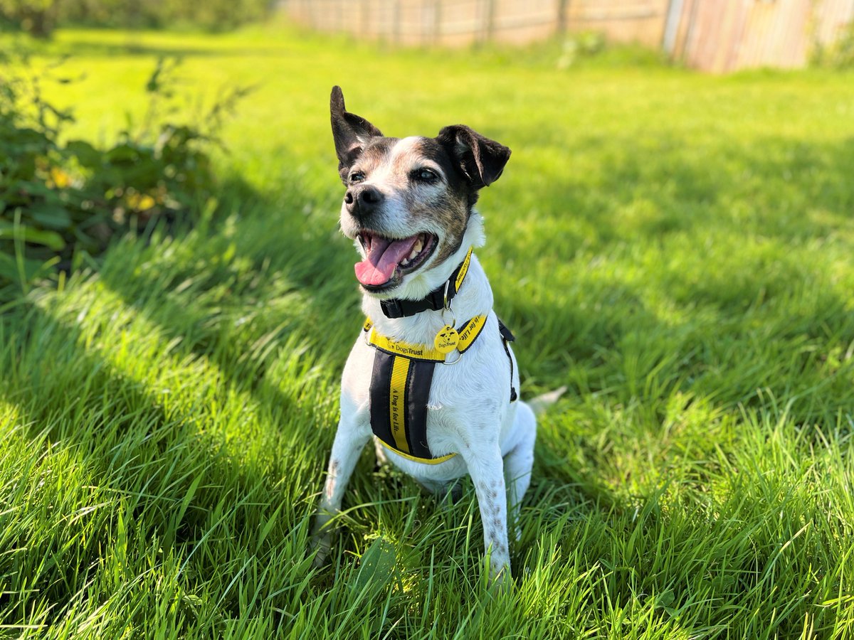 DogsTrust Bridgend tweet media