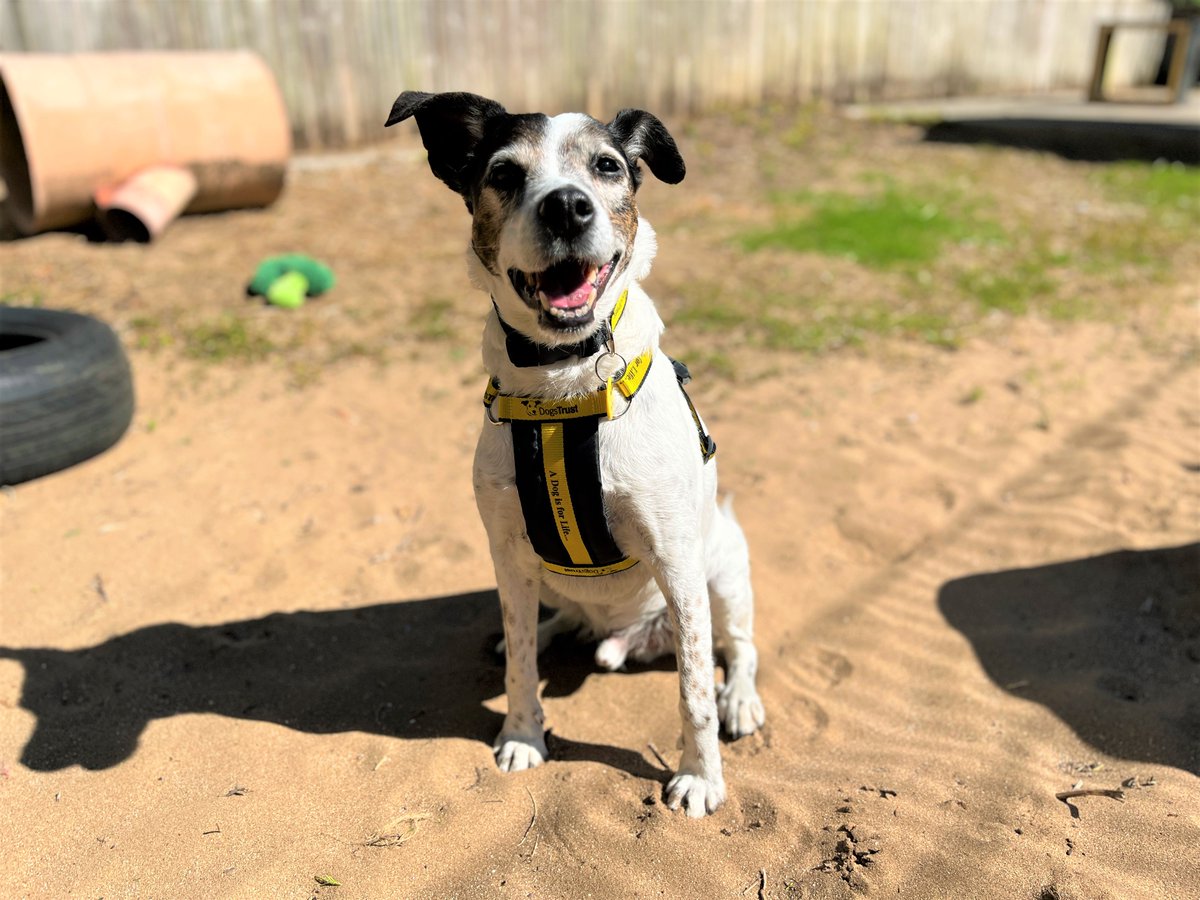 DogsTrust Bridgend tweet media