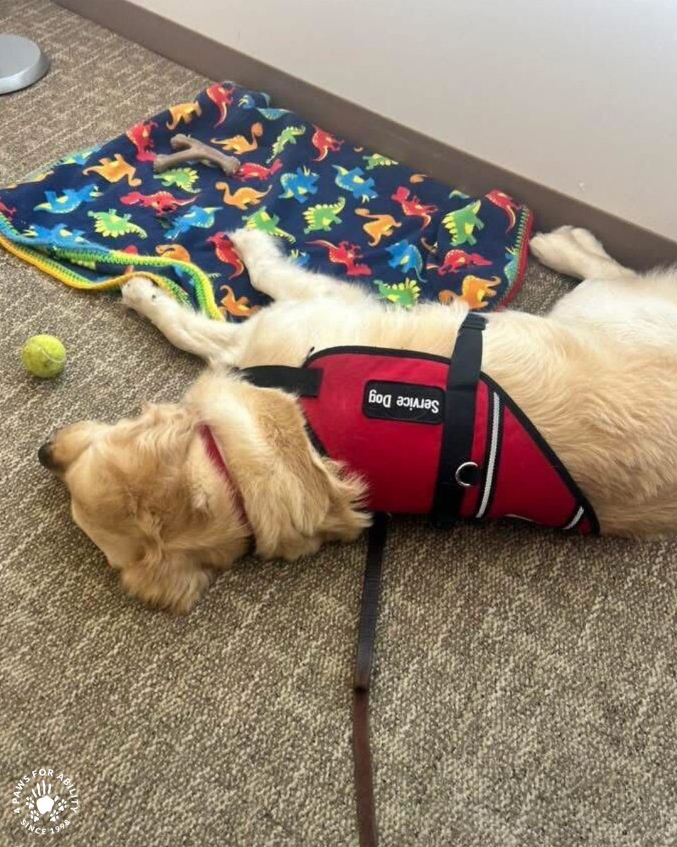 4PawsForAbility's tweet photo. “Kraken is the perfect mix of spunk and hard worker. Having him around has helped Christian work through his anxiety in large spaces, and he’s stopped eloping because his pup is around.”

-Veronica, mom of Christian &amp; service dog Kraken https://t.co/OpJLbBq5Rh