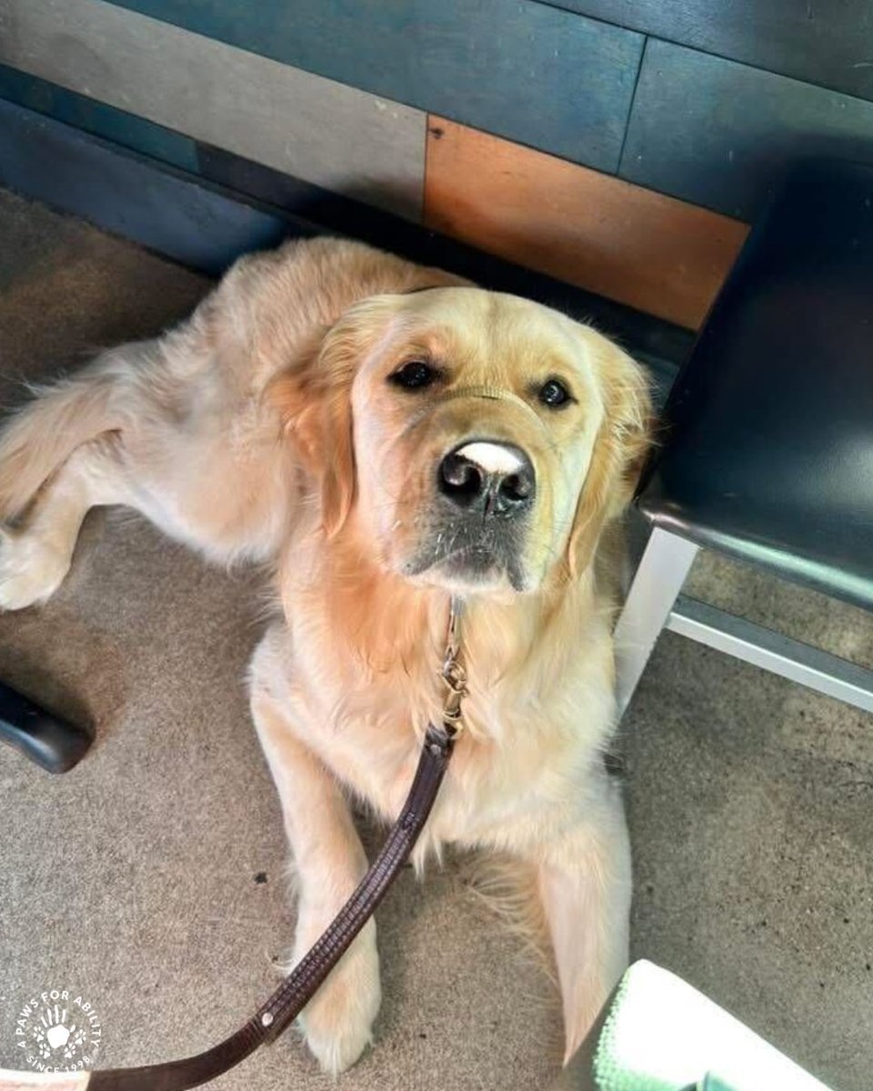 4PawsForAbility's tweet photo. “Kraken is the perfect mix of spunk and hard worker. Having him around has helped Christian work through his anxiety in large spaces, and he’s stopped eloping because his pup is around.”

-Veronica, mom of Christian &amp; service dog Kraken https://t.co/OpJLbBq5Rh