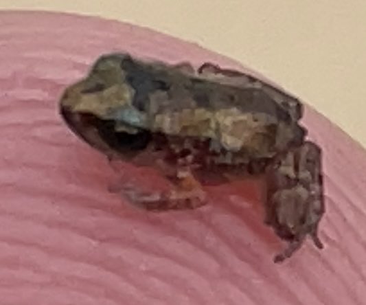 Frawgaround's tweet photo. 🚨The ups and downs of Creating a memecoin via https://t.co/kDwsAsTzaL, and putting it all in the line, is an exhausting task with Tiny $Frawg. 

➡️What is Tiny $Frawg? 

Tiny $Frawg was a concept derived from an actual critter I encountered in real life. 🧵🧵🧵👇👇 https://t.co/wZ6CcGBT4h