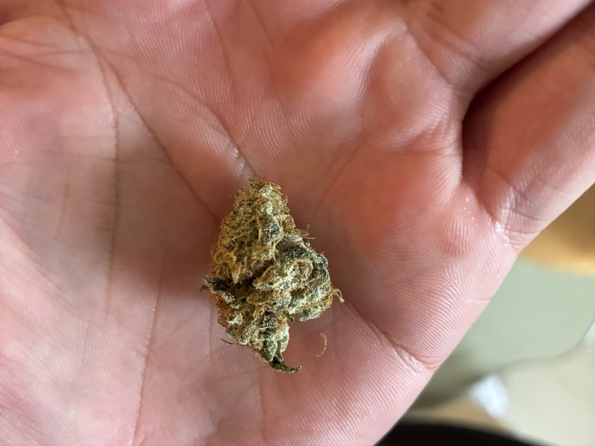 Dr. Sativa - Cannabis Medicinal tweet media