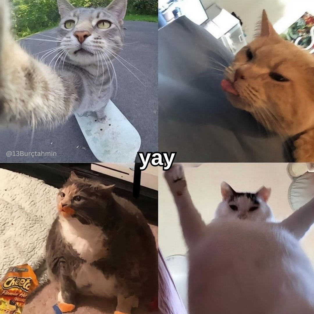13burctahmin's tweet photo. YAY - Kedi Versiyonu https://t.co/WXxu97YElw