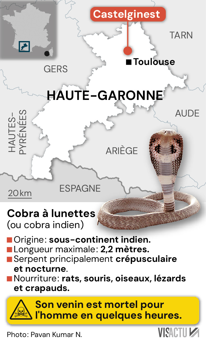 visactu's tweet photo. Le cobra à lunettes, aperçu en liberté près de Toulouse, n'a toujours pas été capturé.
Si vous l'apercevez, ne tentez pas de le capturer. Appelez le 18.
#Castelginest #cobra https://t.co/quOXVE7ieL