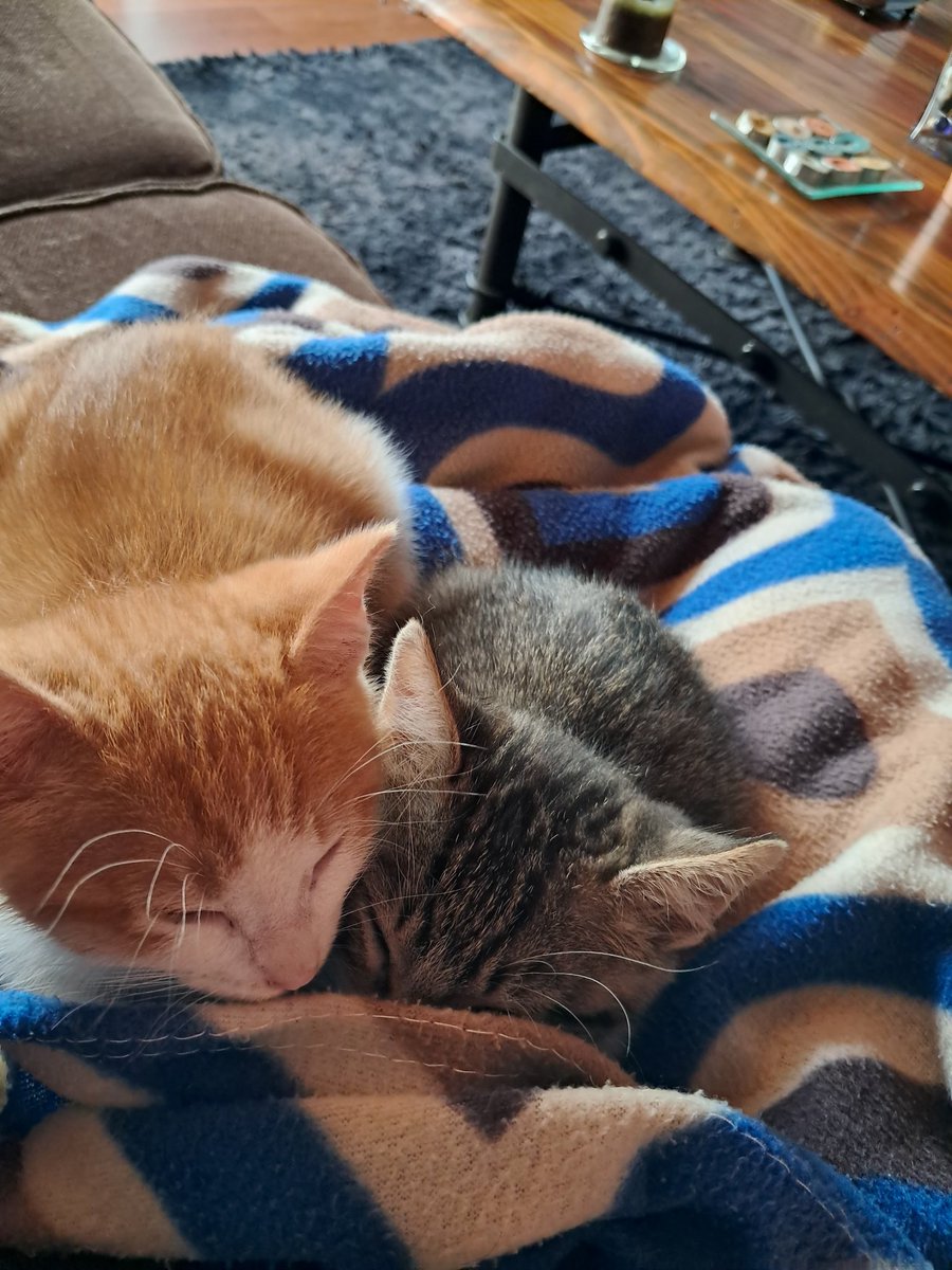 GaTuisKa 🐾 ❤🖤 tweet media