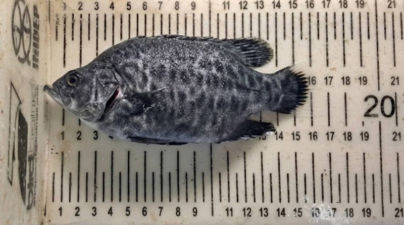 ConfluenciaPort's tweet photo. 🐟 Avance histórico: el INIDEP obtuvo juveniles de chernia en laboratorio.
🔬 Un hito que proyecta la acuicultura argentina hacia el futuro.
⚓ Ciencia y sostenibilidad en el Atlántico sudoccidental.
👉 https://t.co/EjgutZp8Q8
#INIDEP #Chernia #Acuicultura #AvancesCientíficos https://t.co/zsH8fyg1FX
