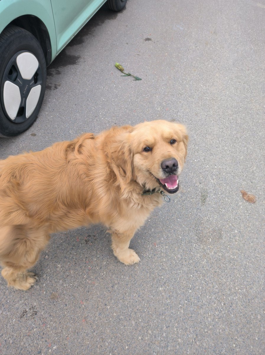KeepinUpSmiles's tweet photo. Nothing beats coming home to a wagging tail and wet nose  My pup turns every boring weekday into a cozy, fun adventure—best companion ever! https://t.co/VsZ6LX0sRK