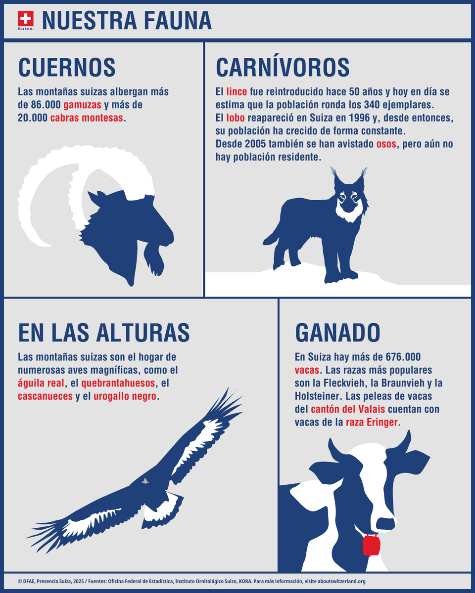 SwissAmbArg's tweet photo. Las montañas, bosques y prados de Suiza comparten su espacio con una gran diversidad de fauna silvestre. 🐾

Proteger la biodiversidad también significa preservar el delicado equilibrio entre seres humanos, animales y ecosistemas alpinos. https://t.co/kT3HS6QsWZ