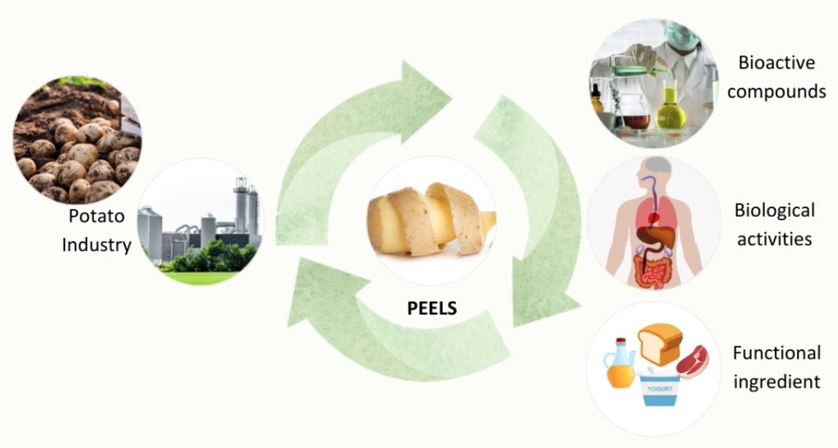 LifesciMdpi's tweet photo. Don't throw away your potato peels. 🥔
They contain powerful antioxidants & antimicrobial compounds — and food scientists are finding ways to use them across dairy, meat & cereal products.
Read the review: https://t.co/fKEO3MIOrM
📌#FoodScience #ZeroWaste #FunctionalFood https://t.co/8ORq3AfjrR