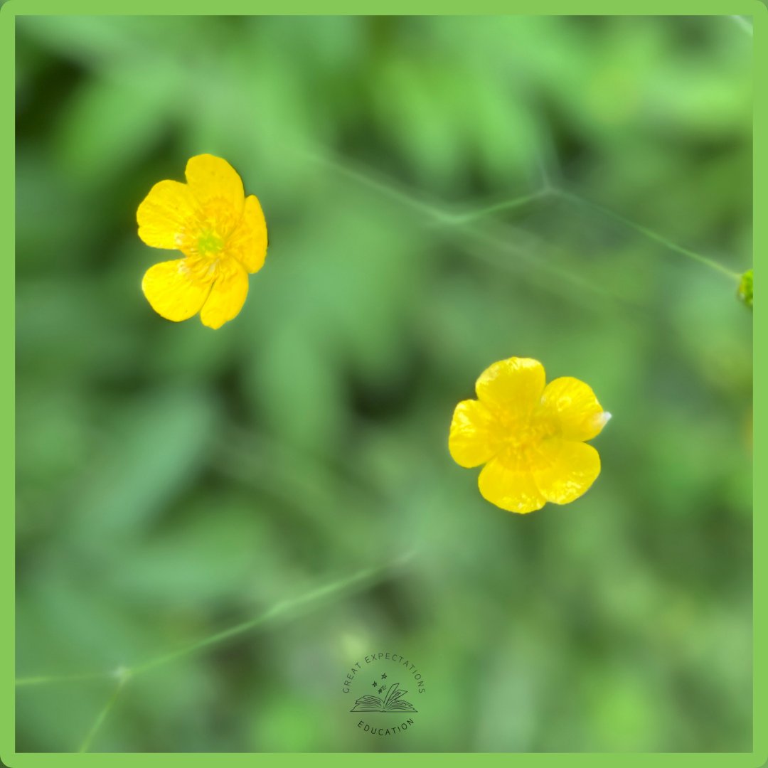 jbalaena's tweet photo. Buttercups are technically weeds.

But ‘buttercup’ is simply ‘butter’ + ‘cup’ — colour + shape in plain English.

Botanical name?
‘Ranunculus’ = ‘little frog’ (Latin ‘rana’).

Two naming systems. One May meadow.

Full post:
https://t.co/uRHs5vpC5A

#etymology #Wordhord #buttercup https://t.co/oZGqba4861