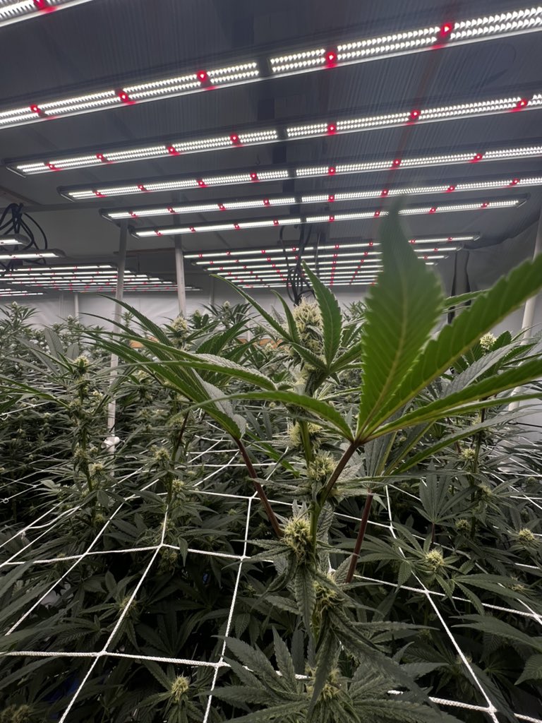 DashyGilmore's tweet photo. Can’t wait for this @HashyGilmore710 harvest. Updated some equipment so this one’s gonna shmack 💥 https://t.co/0N8SCBojRi