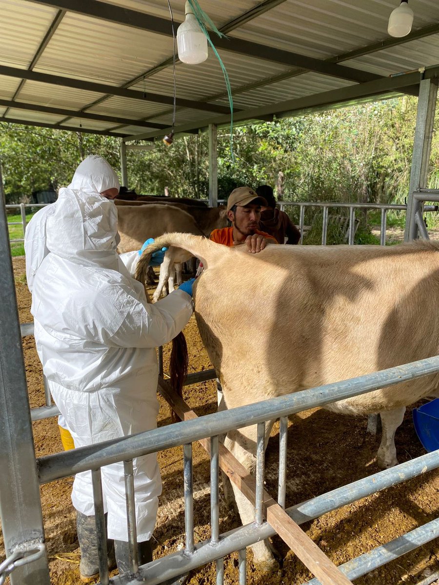 AgrocalidadZ6's tweet photo. #Cañar | Se realizó un evento sanitario para diagnosticar brucelosis en bovinos como vigilancia pasiva. Con la finalidad de prevenir la propagación de enfermedades zoonoticas y garantizar la salud publica y animal. 
#PrevenciónSanitaria https://t.co/4feo2olW4C