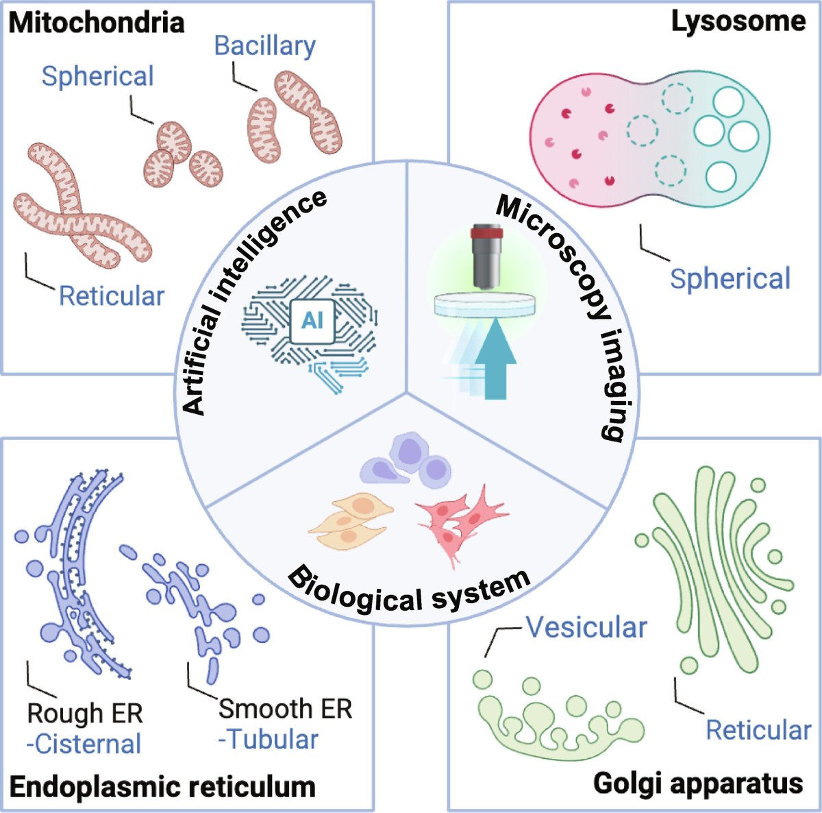 Research_Jrnl's tweet photo. AI-based organelle segmentation enables precise analysis of live-cell imaging data, supporting deeper insights into cellular structure and dynamic biological processes.
https://t.co/62DFoaObxk
#CellBiology #LiveCellImaging #ComputerVision #BioAI https://t.co/5JEPtfrX5H