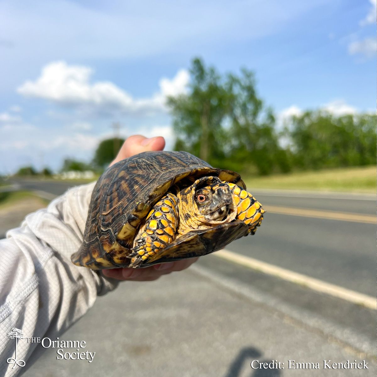 OrianneSociety's tweet photo. It’s Turtle Crossing Season! Every year, thousands of turtles are killed on roads while trying to move through their habitat. Female turtles are especially vulnerable because they travel long distances to find nesting sites. https://t.co/MBBUCLaTD5