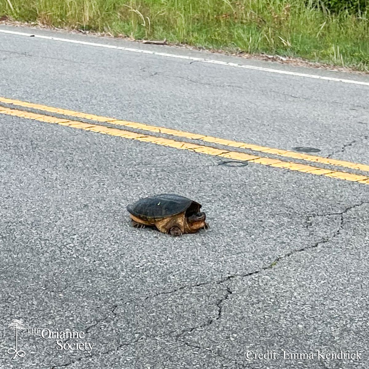 OrianneSociety's tweet photo. It’s Turtle Crossing Season! Every year, thousands of turtles are killed on roads while trying to move through their habitat. Female turtles are especially vulnerable because they travel long distances to find nesting sites. https://t.co/MBBUCLaTD5