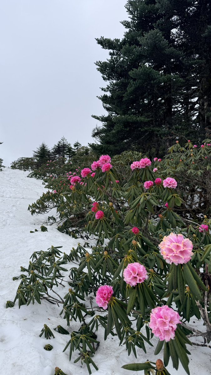 MJCENXX's tweet photo. 轻轻地爬了座4450m雪山 https://t.co/9ytPPzyuQj