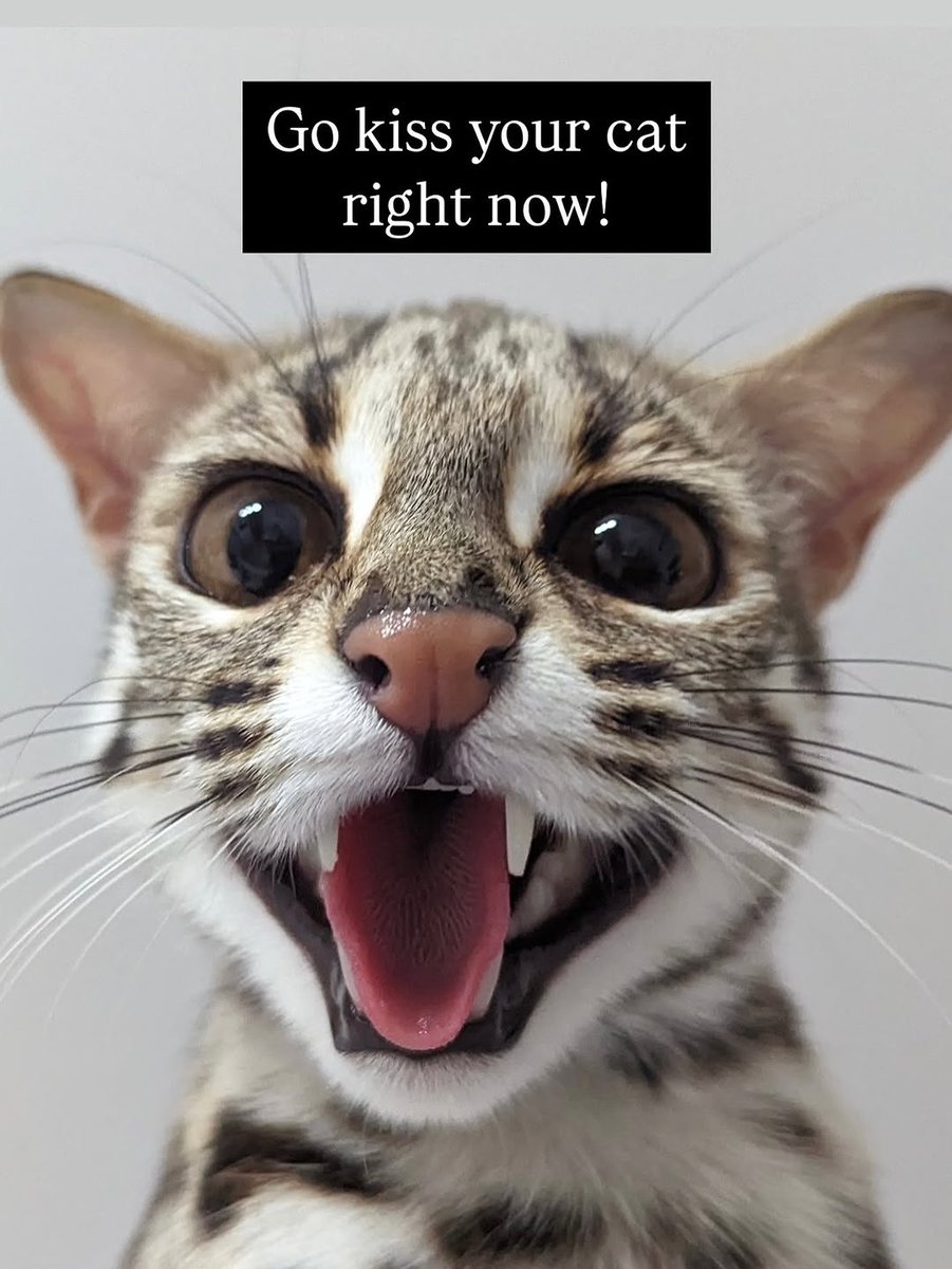 We don't deserve cats 😺 tweet media