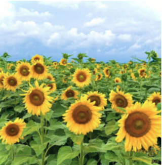 ClearviewFarmIL's tweet photo. Big things coming!!!
*This year's sunflower field is NOT blooming yet. This is a photo from a previous year. https://t.co/yjftRtrfSR