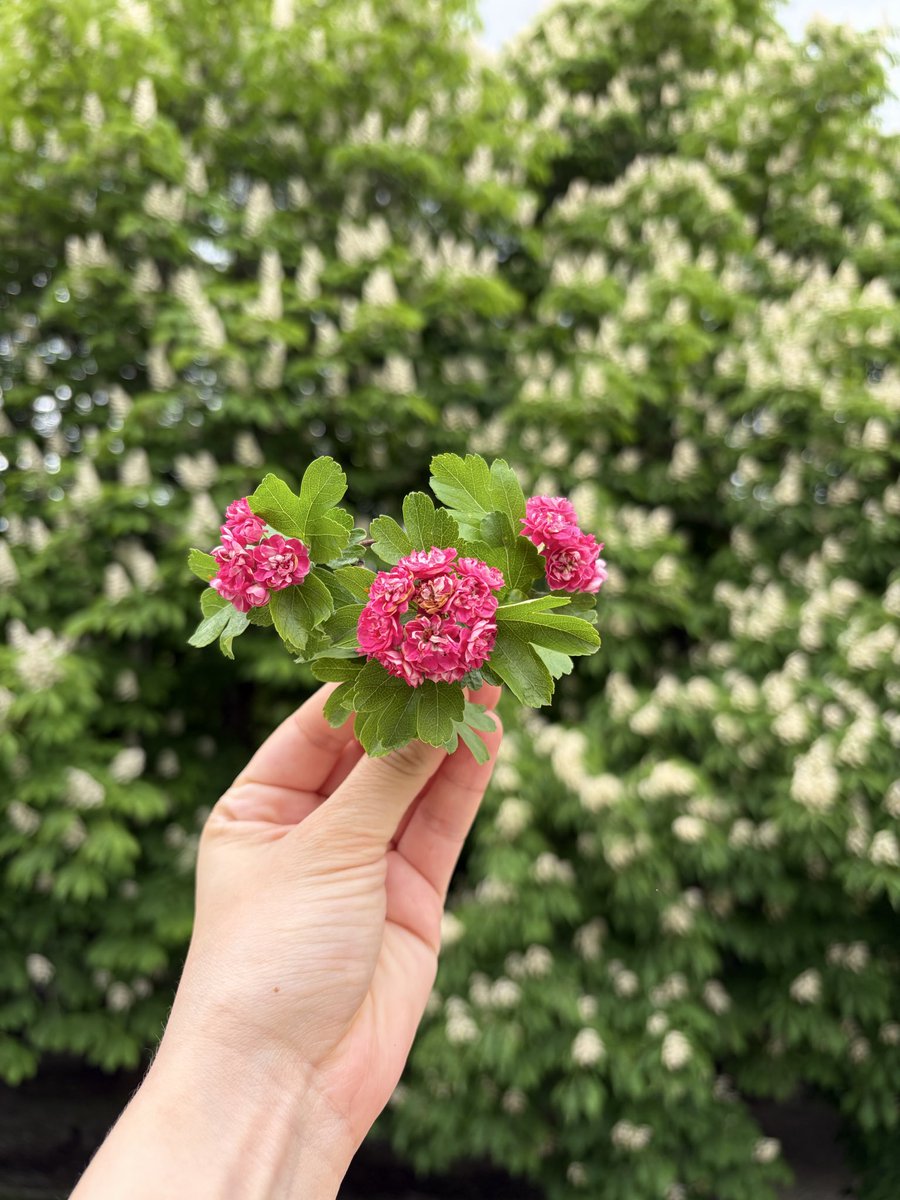 Nisan__E's tweet photo. Başka bir baharın hatırası🌿 https://t.co/RifwvUYmgv