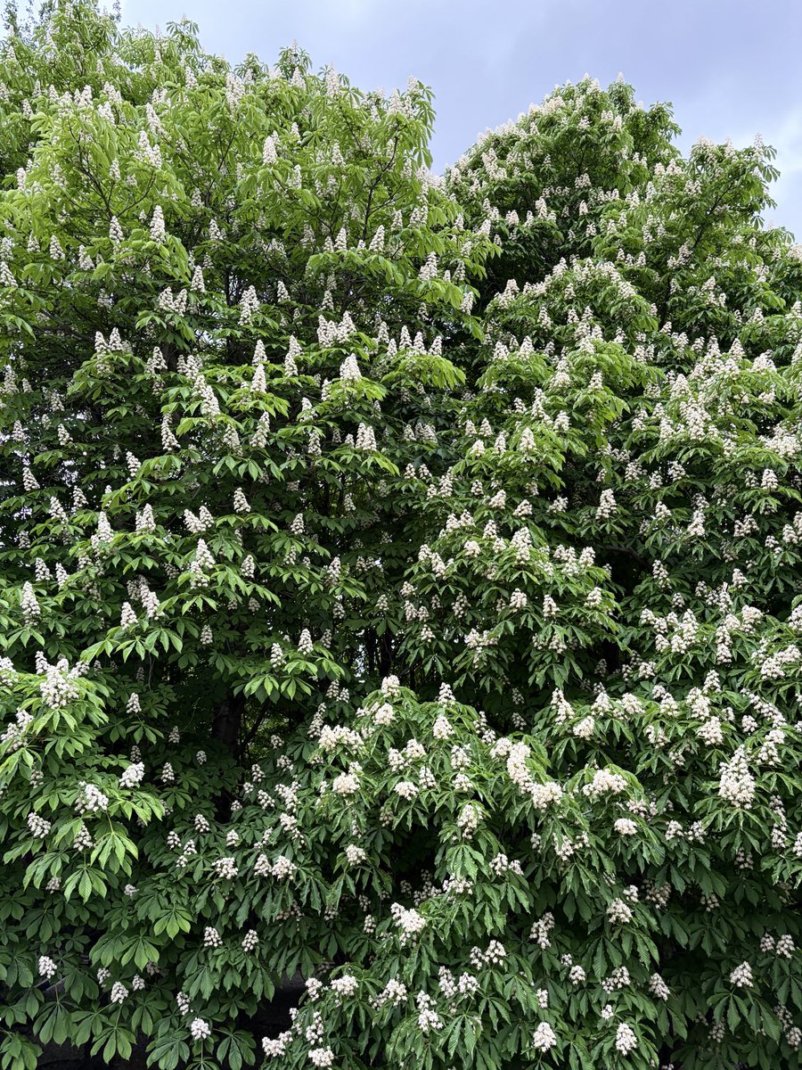 Nisan__E's tweet photo. Başka bir baharın hatırası🌿 https://t.co/RifwvUYmgv