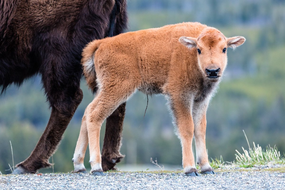 YellowstoneNPS's tweet photo. It's springtime in Yellowstone, so you know what that means... BABY ANIMALS! 🥰

As cute and fuzzy as they are, remember to give wildlife room and use a zoom. Always maintain a distance of at least 100 yards (91 m) away from bears, wolves, and cougars and at least 25 yards (23 m) away from all other animals, including bison and elk. Get a closer look by using binoculars, a spotting scope, or zoom lens. #YellowstonePledge

Photos: (1) bison; (2) black bear; (3) yellow-bellied marmot; (4) pronghorn