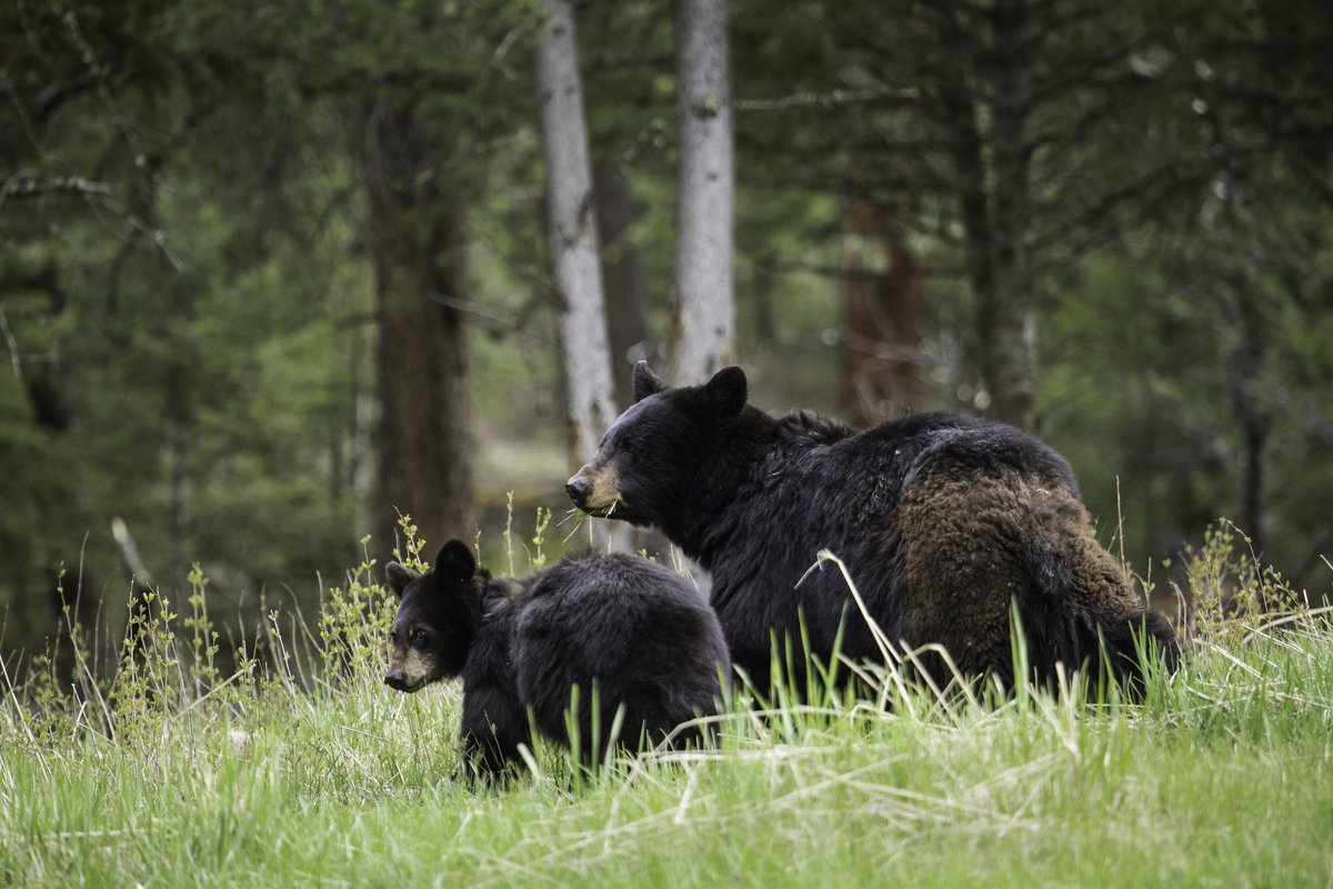 YellowstoneNPS's tweet photo. It's springtime in Yellowstone, so you know what that means... BABY ANIMALS! 🥰

As cute and fuzzy as they are, remember to give wildlife room and use a zoom. Always maintain a distance of at least 100 yards (91 m) away from bears, wolves, and cougars and at least 25 yards (23 m) away from all other animals, including bison and elk. Get a closer look by using binoculars, a spotting scope, or zoom lens. #YellowstonePledge

Photos: (1) bison; (2) black bear; (3) yellow-bellied marmot; (4) pronghorn