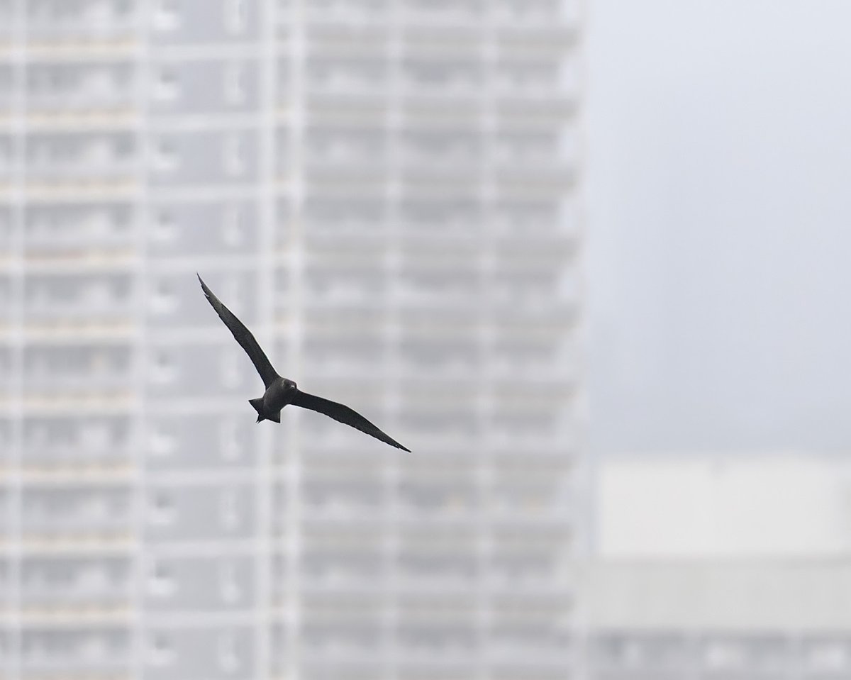 Anthrobirder's tweet photo. Lots of seabirds were brought close inshore to Aberdeen Bay by the southeasterlies today. The numerous Sandwich and Common Terns attracted at least four Arctic Skuas, which flew sorties around the harbour mouth for agile food grabs. https://t.co/GtPcAp9eK8