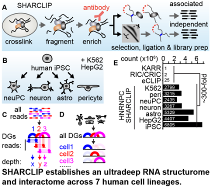 _zhipeng_lu's tweet photo. Excited to share that our SHARCLIP platform is online! By pairing SHARC molecular rulers with protein-mediated capture, we mapped the in vivo nuclear RNA structurome at unprecedented depth and resolution (~40B gapped reads, ~200M structural units across 6,800 transcripts). Much like Hi-C transformed chromatin biology by mapping global DNA architecture, this provides the first transcriptome-wide look at native 3D RNA conformations. A massive 5-year effort with Jianhui Bai, Kongpan Li, Grant Shoffner, Jianfu Chen, @LabVelema , & Feng Guo! https://t.co/Ku2X8yxXAV  (1/5)