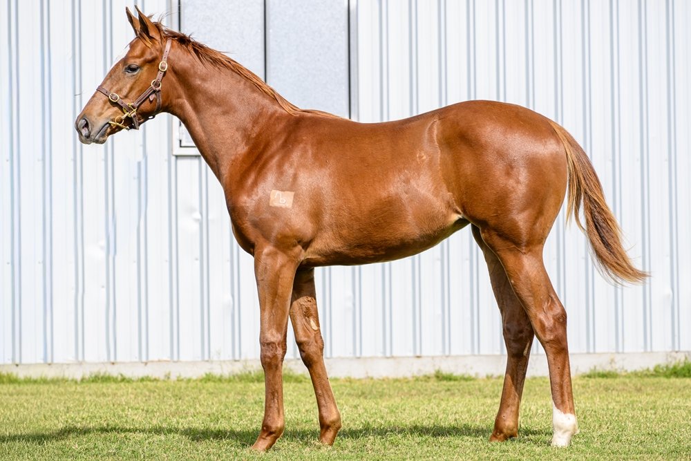BleuBallymore's tweet photo. 🇦🇺 National Weanling Sale @mmsnippets

Lot 2️⃣2️⃣0️⃣ : Filly by @NewgateFarm IN THE CONGO from ADAWIYAH consigned by @noblebend

🗣 1st dam, ADAWIYAH, sister of G3 winner DALLAS STAR &amp; Listed winner APACHE SPIRIT

🗣 2nd dam, AGATHE RARE, sister of triple G1 winner AQUARELLISTE https://t.co/xYv5ODgTn9