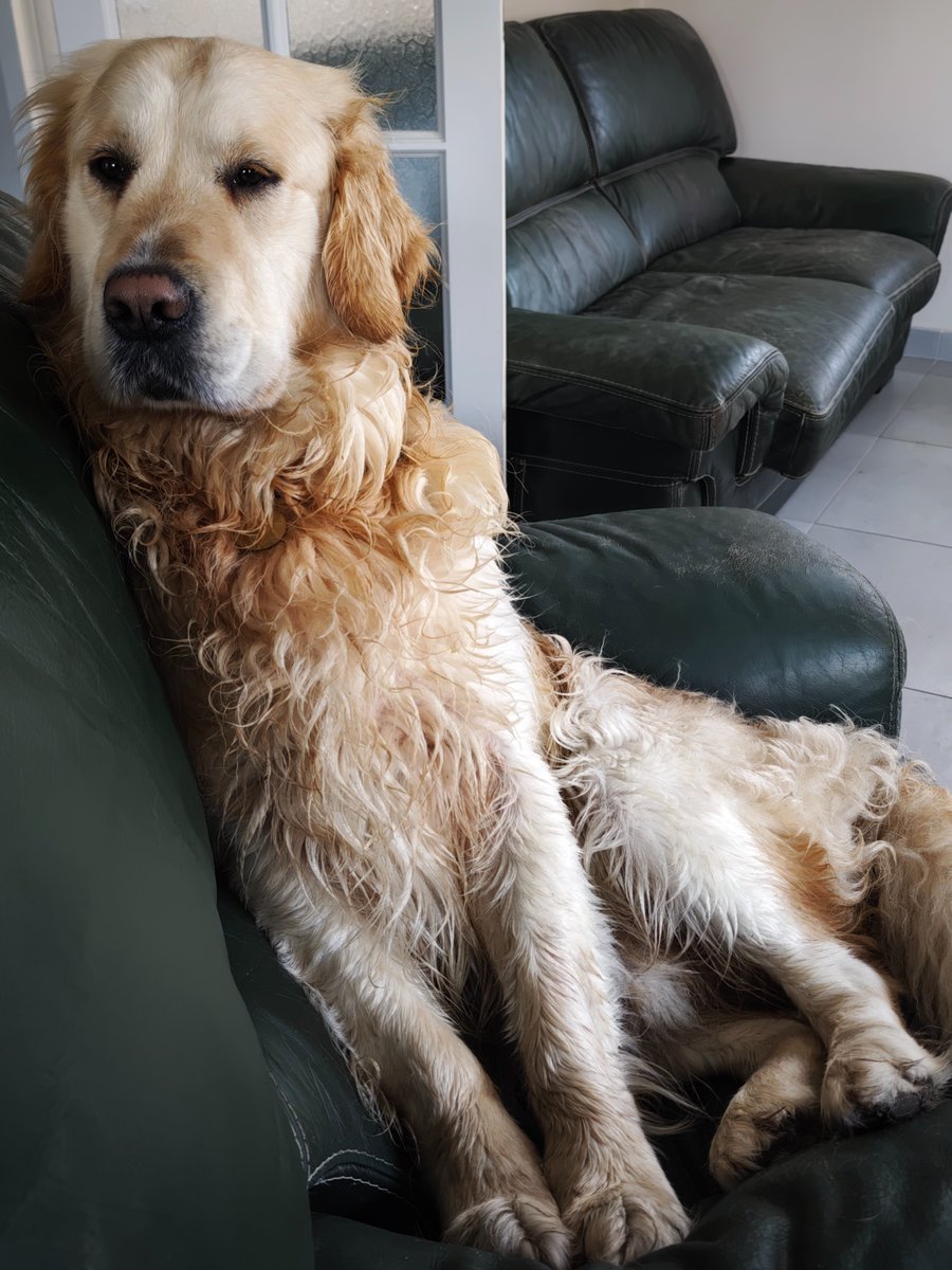 Fanchassain's tweet photo. Mon Sawyer chien effet mouillé magnifique (sauf qu'il a pas le droit d'aller dans l'eau à cause de sa tendance aux hospots mais qui ne peut pas s'en empêcher) https://t.co/U1M5w1dxGW