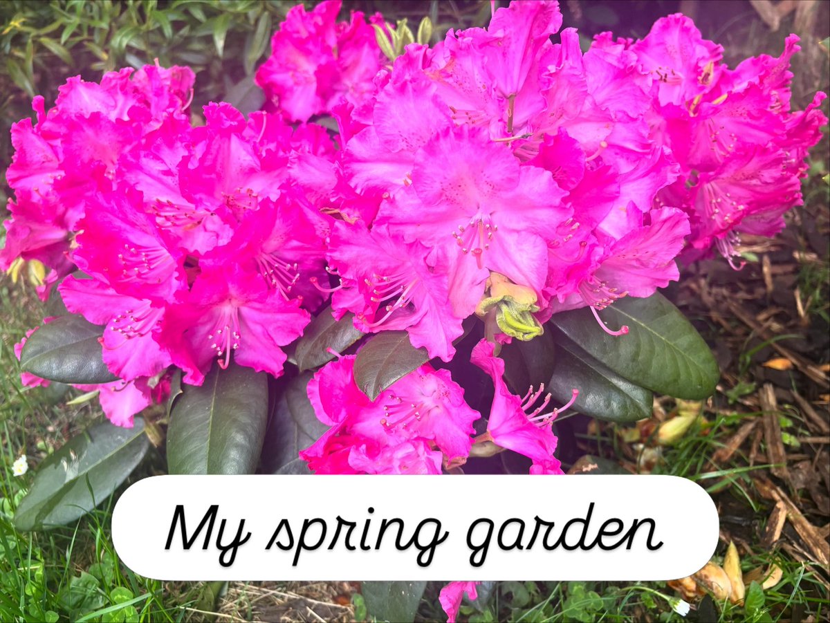MumIsFitterAt40's tweet photo. My first time trying go grow flowers 🌺 https://t.co/q6ZoXYTLuQ