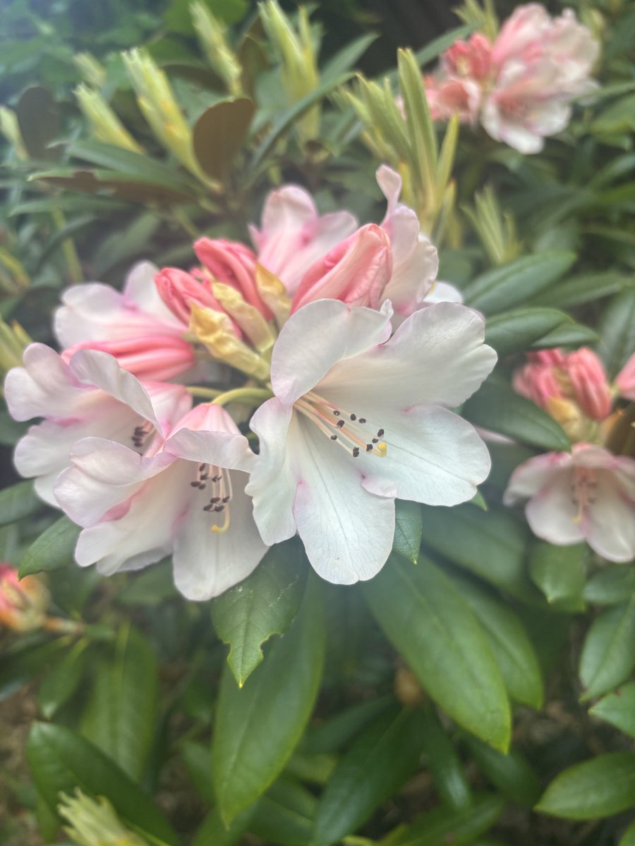 MumIsFitterAt40's tweet photo. My first time trying go grow flowers 🌺 https://t.co/q6ZoXYTLuQ