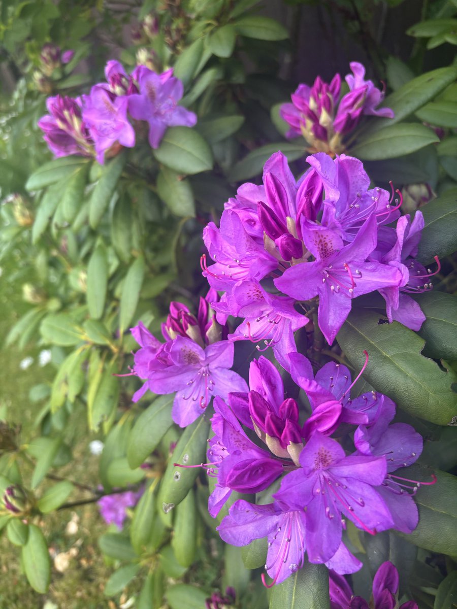 MumIsFitterAt40's tweet photo. My first time trying go grow flowers 🌺 https://t.co/q6ZoXYTLuQ