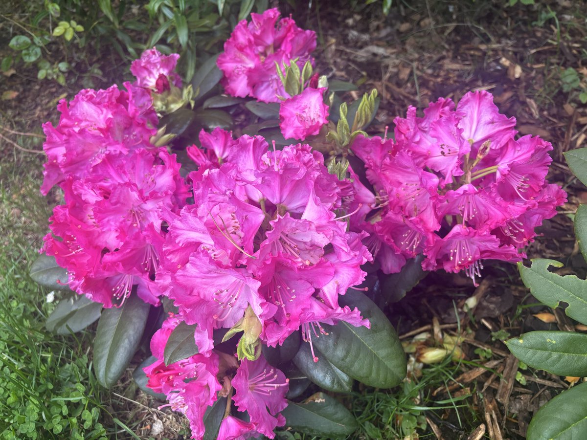 MumIsFitterAt40's tweet photo. My first time trying go grow flowers 🌺 https://t.co/q6ZoXYTLuQ