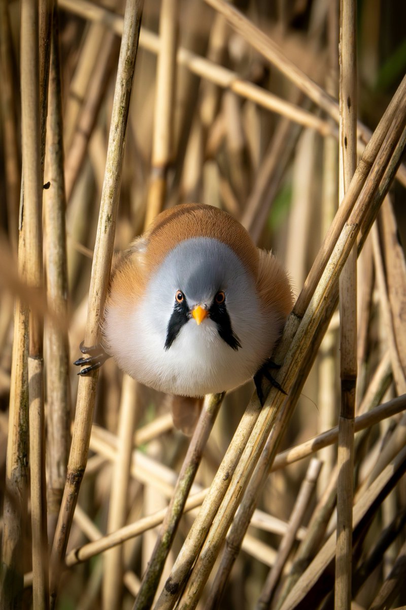 earthcurated's tweet photo. “The bearded tit, cute, curious, and effortlessly iconic.” https://t.co/k6YGEIhZmf