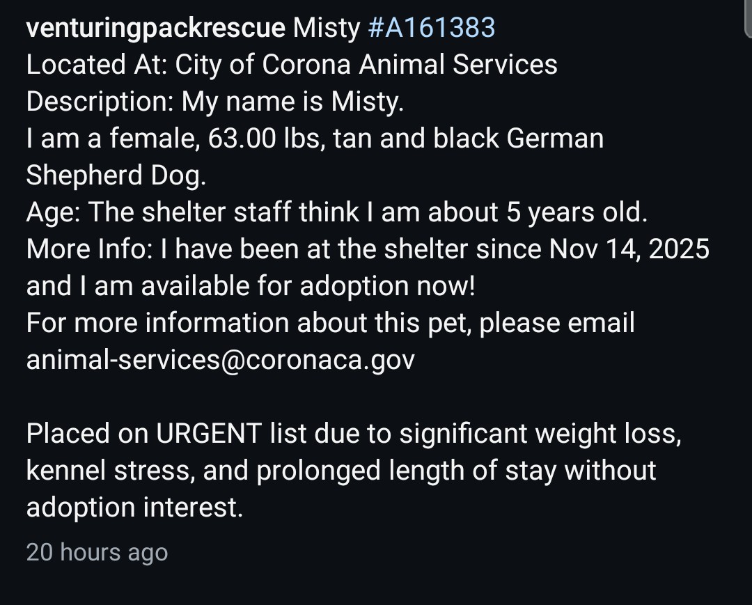 Foster a shelterpet at ZERO COST🐾 tweet media