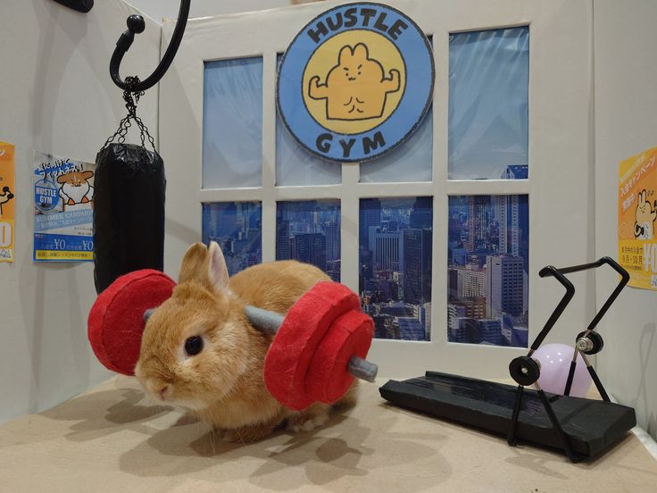 popularrabbit's tweet photo. Doing the Weight lifting... https://t.co/y9l2lDTcTp
