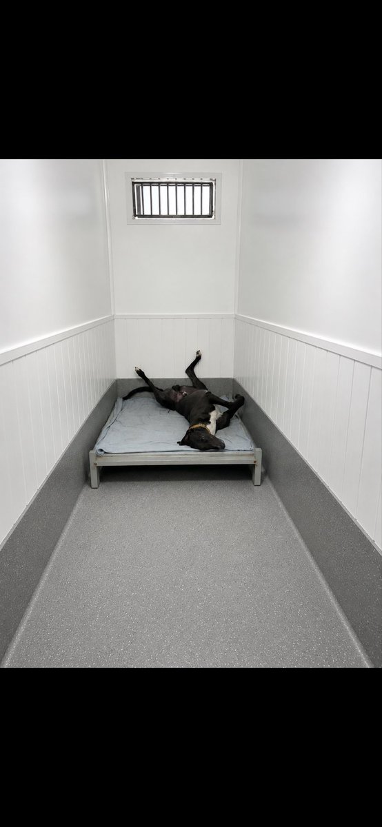 Tom Heilbron - Link Kennels tweet media