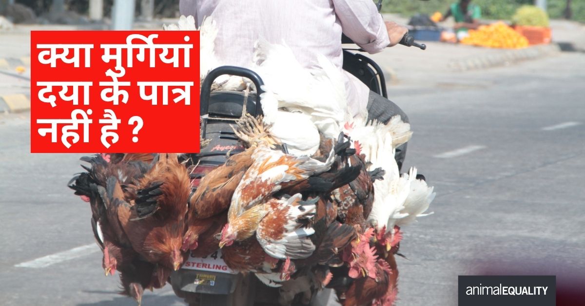 India_AE's tweet photo. 🐔 💉 मुर्गियाँ इस धरती पर सबसे अधिक प्रताड़ित किए जाने वाले जानवरों में से एक हैं। उन्हें एंटीबायोटिक्स मिला हुआ चारा दिया जाता है, ताकि उनका शरीर तेज़ी से बढ़ सके। उनके कमज़ोर पैर इस तेज़ वज़न बढ़ोतरी का बोझ नहीं उठा पाते, जिसकी वजह से वे सामान्य रूप से खड़े होने या चलने में असमर्थ हो जाती हैं।

🚛 🔪 मांस बाज़ारों तक उनका सफर और भी दर्दनाक होता है। उन्हें ट्रकों में लोहे के पिंजरों में ठूंस-ठूंसकर भरा जाता है और कठोर मौसम में लंबी दूरी तय करवाई जाती है। परिवहन के दौरान कई मुर्गियाँ दम तोड़ देती हैं। बाज़ारों में उतारते समय मज़दूर उनके साथ बेरहमी से पेश आते हैं — अक्सर उन्हें उल्टा लटकाकर पकड़ा जाता है, जिससे उन्हें असहनीय तनाव होता है।

💔 वध की अपनी बारी का इंतज़ार करते समय उन्हें न खाना मिलता है, न पानी। बिकने वाला चिकन उन बच्चों का मांस होता है जो मात्र ४०-५० दिन के होते हैं, और इतनी छोटी सी ज़िंदगी में वे अकल्पनीय यातनाएँ सहते हैं!

🌿आप अपनी थाली से मासाहारी पदार्थ हटाकर और इसके बजाय पौधों पर आधारित आहार अपनाकर इस सामूहिक यातना को समाप्त करने की शक्ति रखते हैं।

https://t.co/LLTPtR9F2i  इस वेबसाइट पर जाकर विभिन्न प्रकार के स्वादिष्ट पौधों पर आधारित विकल्पों में से चुनें।

#cruelpoultryindustry #saynotomeat #plantbasedmeat #veganism #animalequality