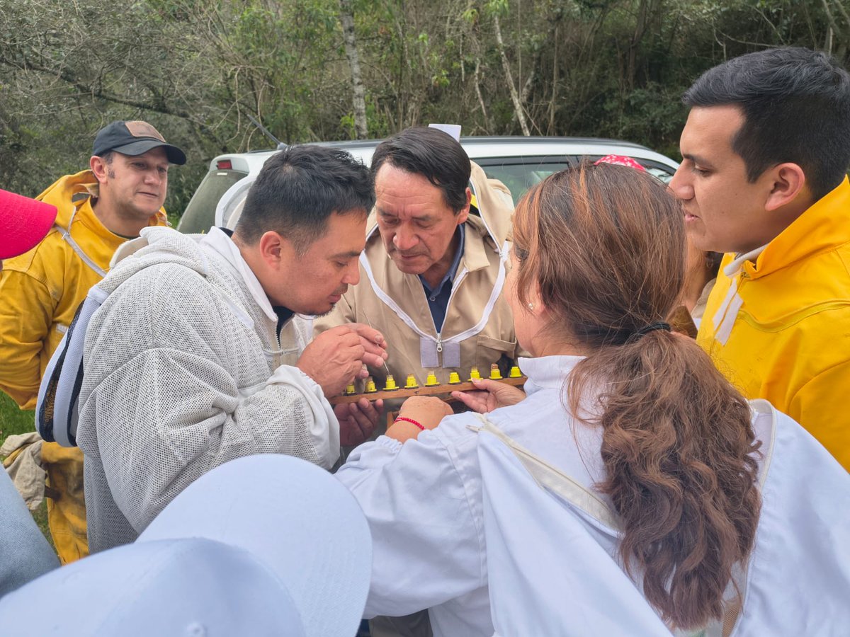 Agricultura_CZ6's tweet photo. #Azuay| 🐝En el marco del #DíaMundialDeLasAbejas, alrededor de 20 apicultores del Azuay participaron en el taller de elaboración y selección de reinas, impulsado por el MAGP. 

La capacitación fortalece conocimientos para mejorar la producción y conservación de las colmenas. 🍯🌿 https://t.co/sagtYMb6va