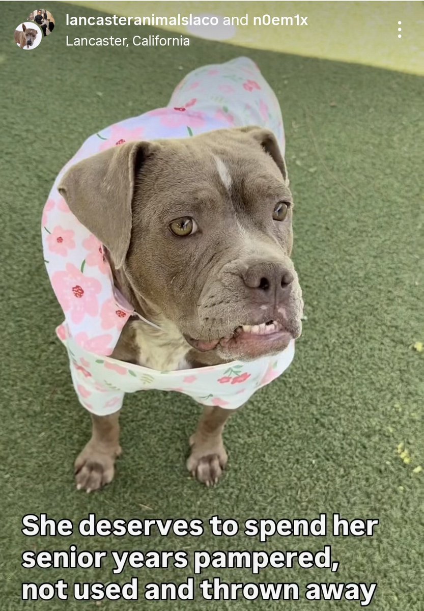 mapleveewesem's tweet photo. 💔🆘️💔 6 yo SASHA has been WAY overbred and then dumped at Lancaster #California ACC 😡 Despite a hard life of pumping out litter after litter, she's sweet &amp; gentle &amp; deserves love &amp; attention for the rest of her life🙏 info🔽 
#A5776600 https://t.co/9p6M56YP19