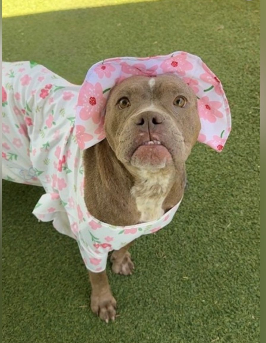 mapleveewesem's tweet photo. 💔🆘️💔 6 yo SASHA has been WAY overbred and then dumped at Lancaster #California ACC 😡 Despite a hard life of pumping out litter after litter, she's sweet &amp; gentle &amp; deserves love &amp; attention for the rest of her life🙏 info🔽 
#A5776600 https://t.co/9p6M56YP19