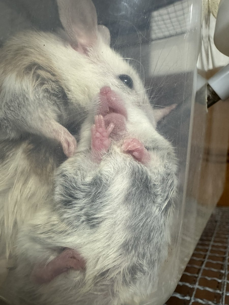 ヤワゲネズミ