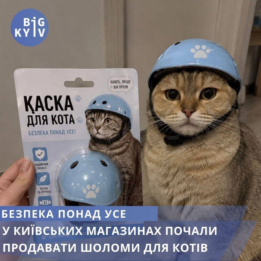 Баба і кіт tweet media