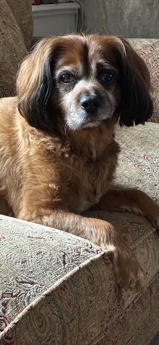 DavidLeanLeano's tweet photo. 10 year old Roco chilling today…. https://t.co/2tTlWetNfv